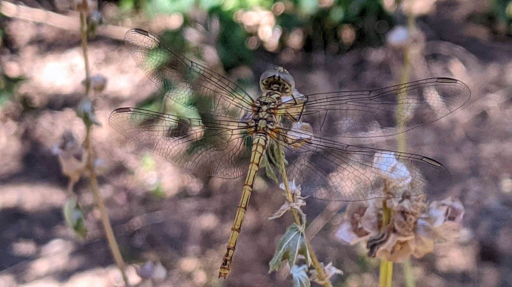 Image of Desert Darter