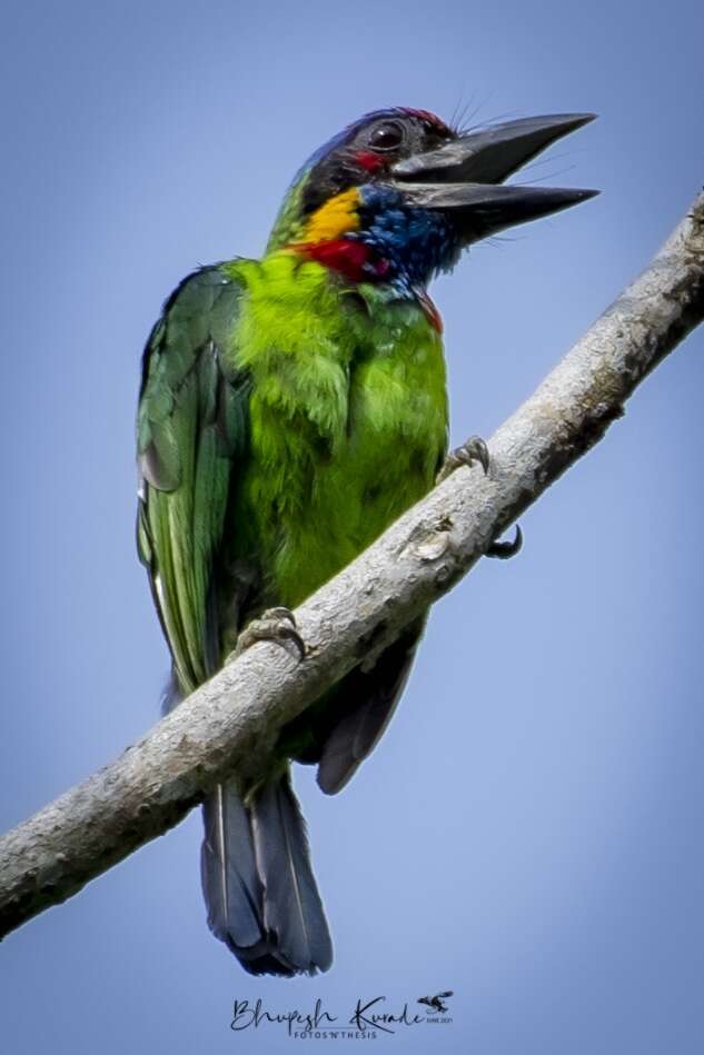 Image of Red-crowned Barbet