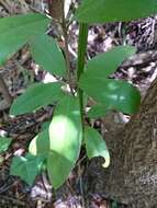 Pittosporum ralphii T. Kirk resmi