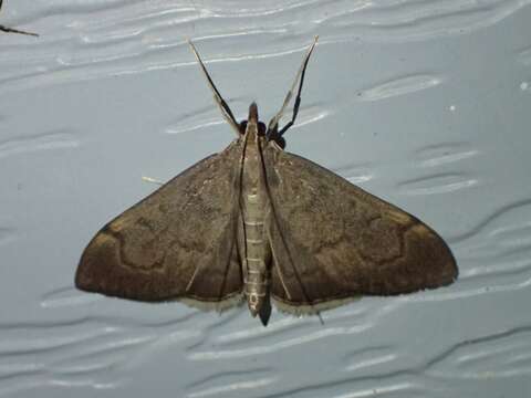 Image of <i>Anania mysippusalis</i>