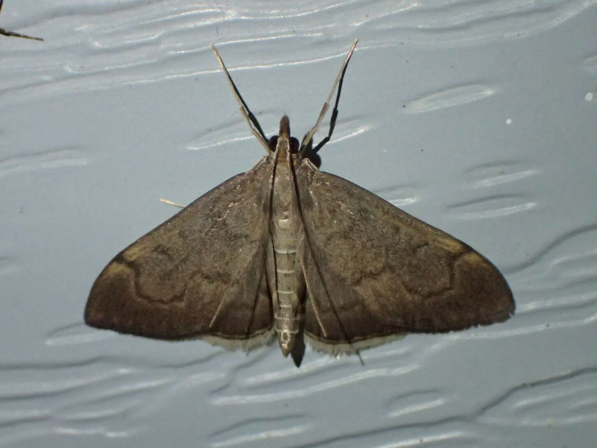 Image of <i>Anania mysippusalis</i>