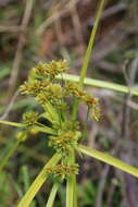 Image of Tall flatsedge