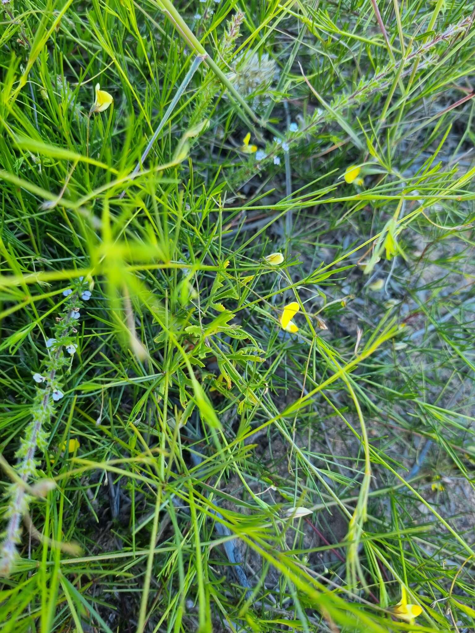 Слика од Aspalathus bracteata Thunb.