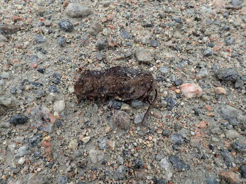 Image of Arctic Shrew