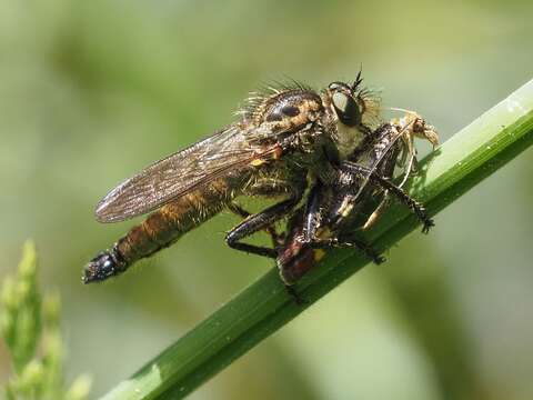 صورة Dysmachus fuscipennis (Meigen 1820)