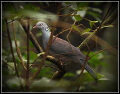 Image of Nilgiri Wood Pigeon