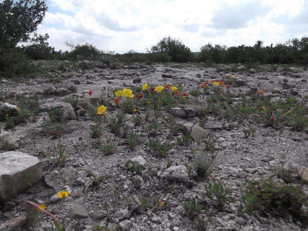 Plancia ëd Oenothera flava (A. Nels.) Garrett