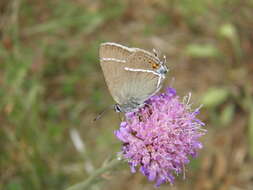 Satyrium spini (Denis & Schiffermüller 1775) resmi