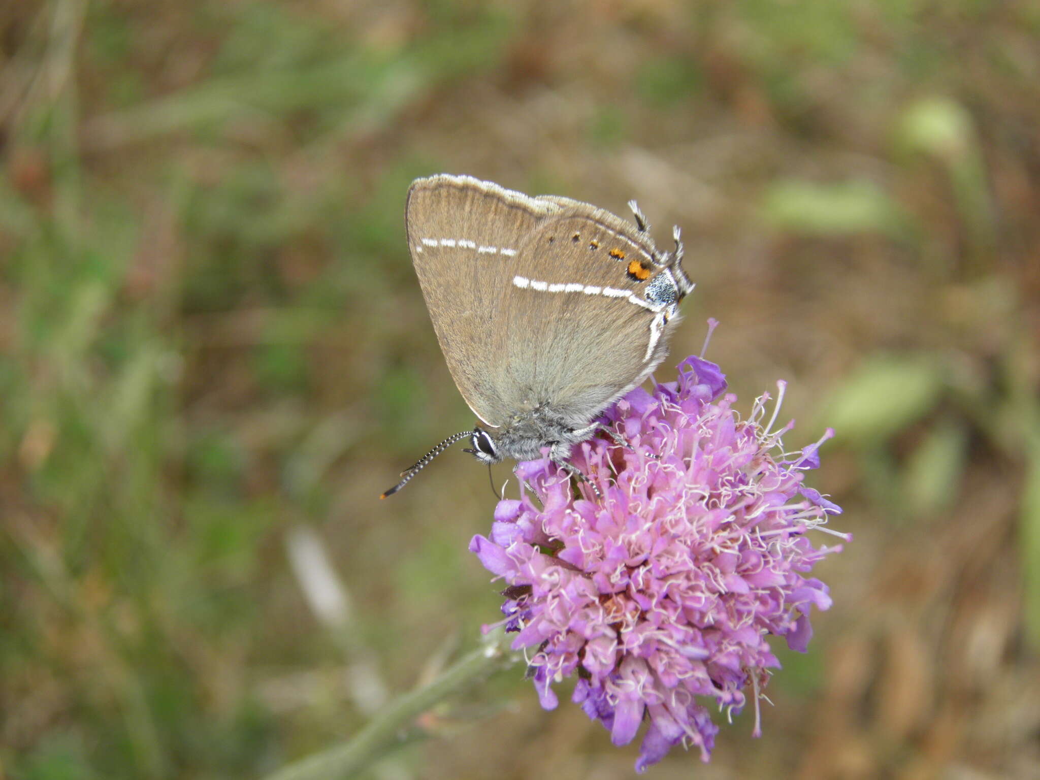 Satyrium spini (Denis & Schiffermüller 1775) resmi