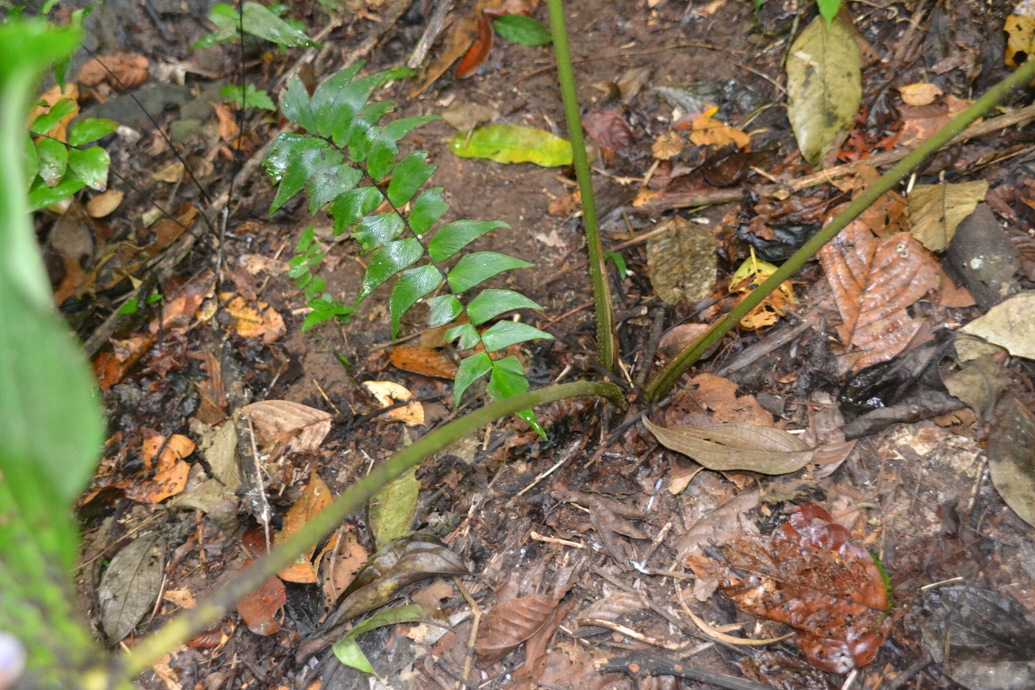 Image of Adelonema wendlandii (Schott) S. Y. Wong & Croat