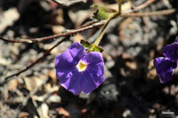 Слика од Scaevola calliptera Benth.