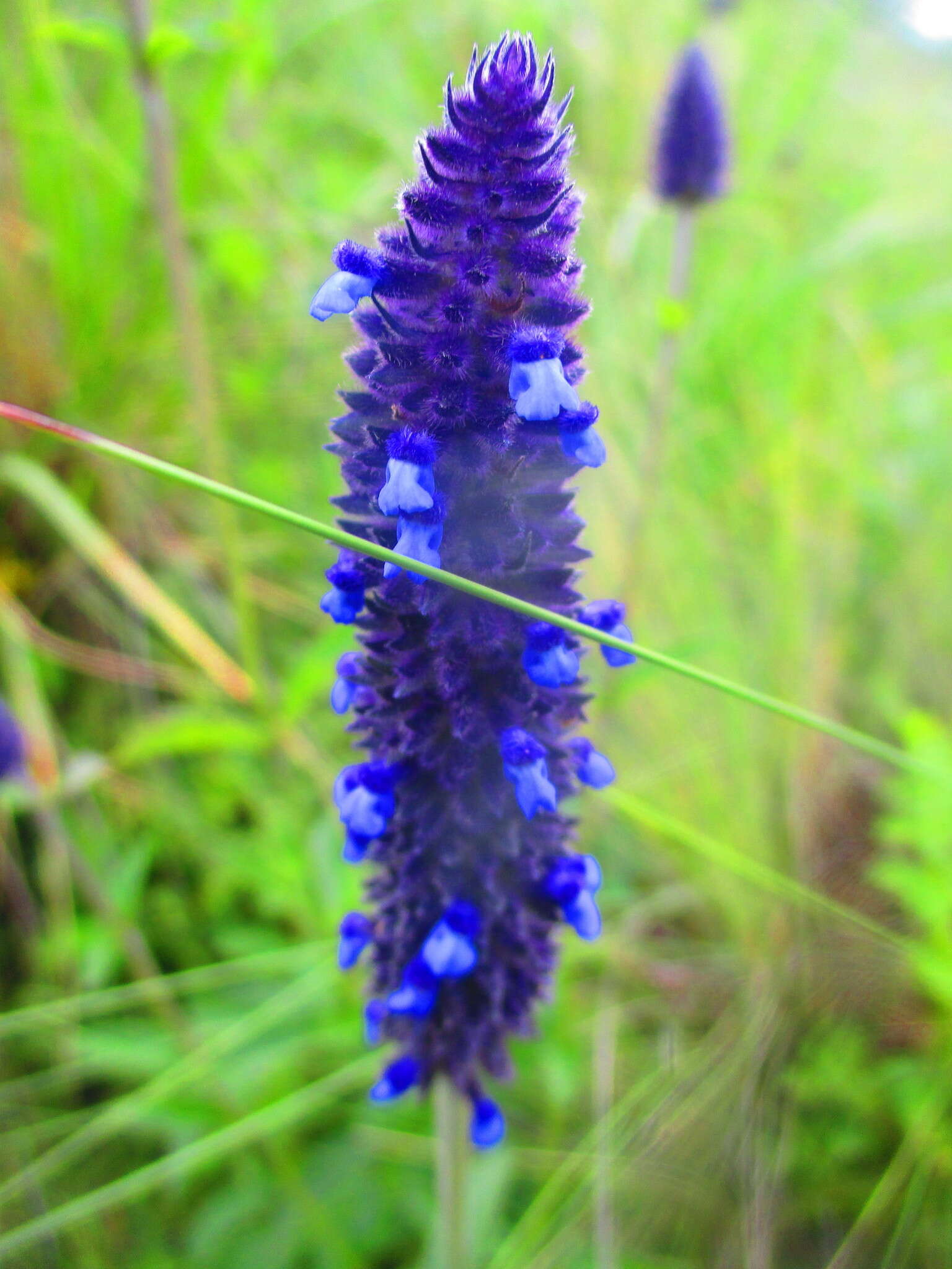 Image de Salvia stachyoides Kunth