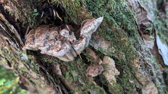 Image of Gloiodon occidentalis Ginns 1988