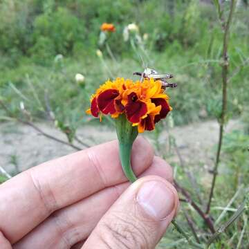 Image of French marigold