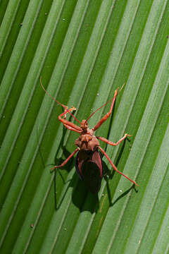 Image of Erbessus grossus (Stål 1863)