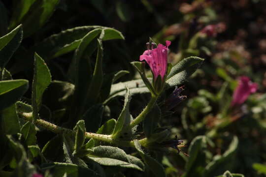 Plancia ëd Echium rosulatum subsp. davaei (Rouy) Coutinho