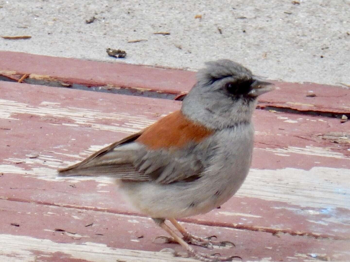 Junco hyemalis dorsalis Henry 1858 resmi