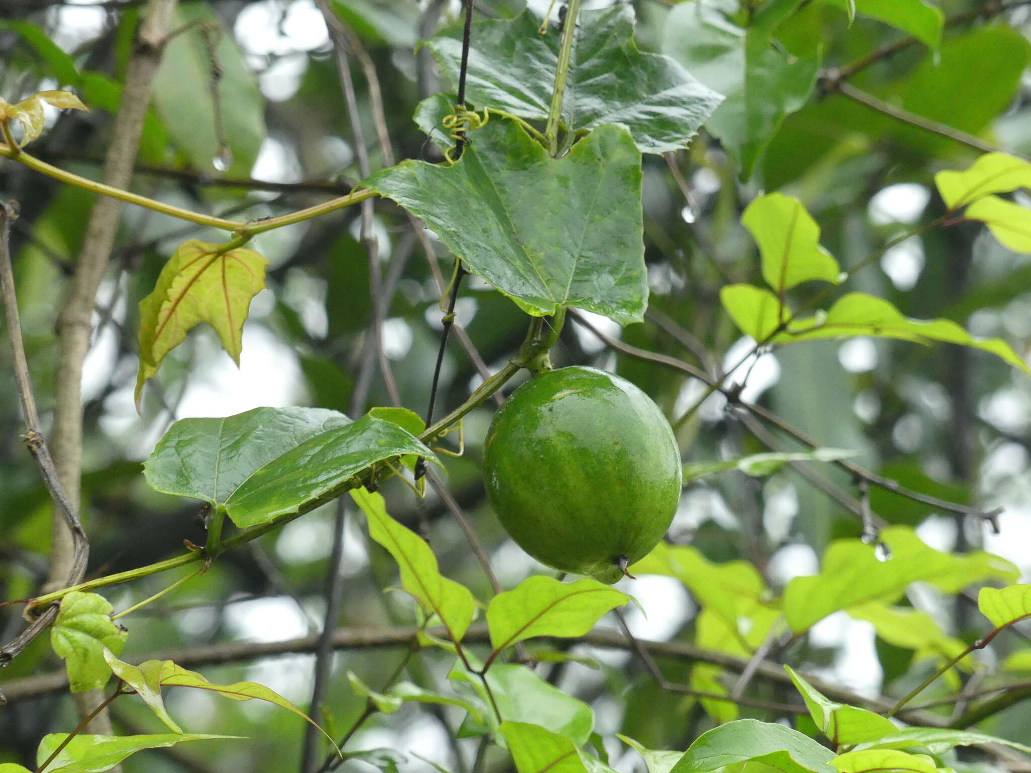 Image of Trichosanthes tricuspidata subsp. tricuspidata