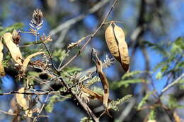 Image of Senegalia hereroensis (Engl.) Kyal. & Boatwr.