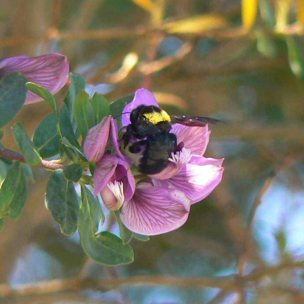 Plancia ëd Xylocopa flavicollis (De Geer 1778)