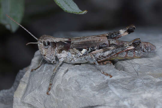 Image de Chorthippus (Glyptobothrus) pullus (Philippi 1830)