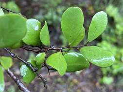 Sivun Diospyros humilis (R. Br.) F. Muell. kuva