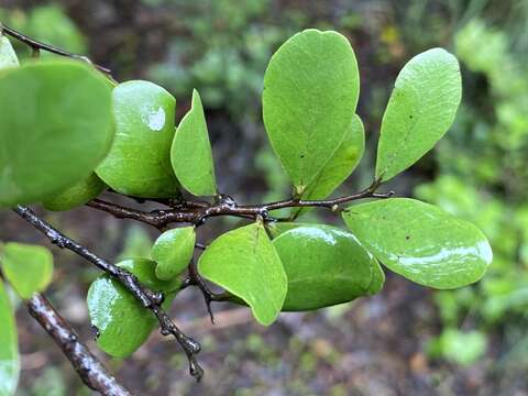 صورة Diospyros humilis (R. Br.) F. Muell.