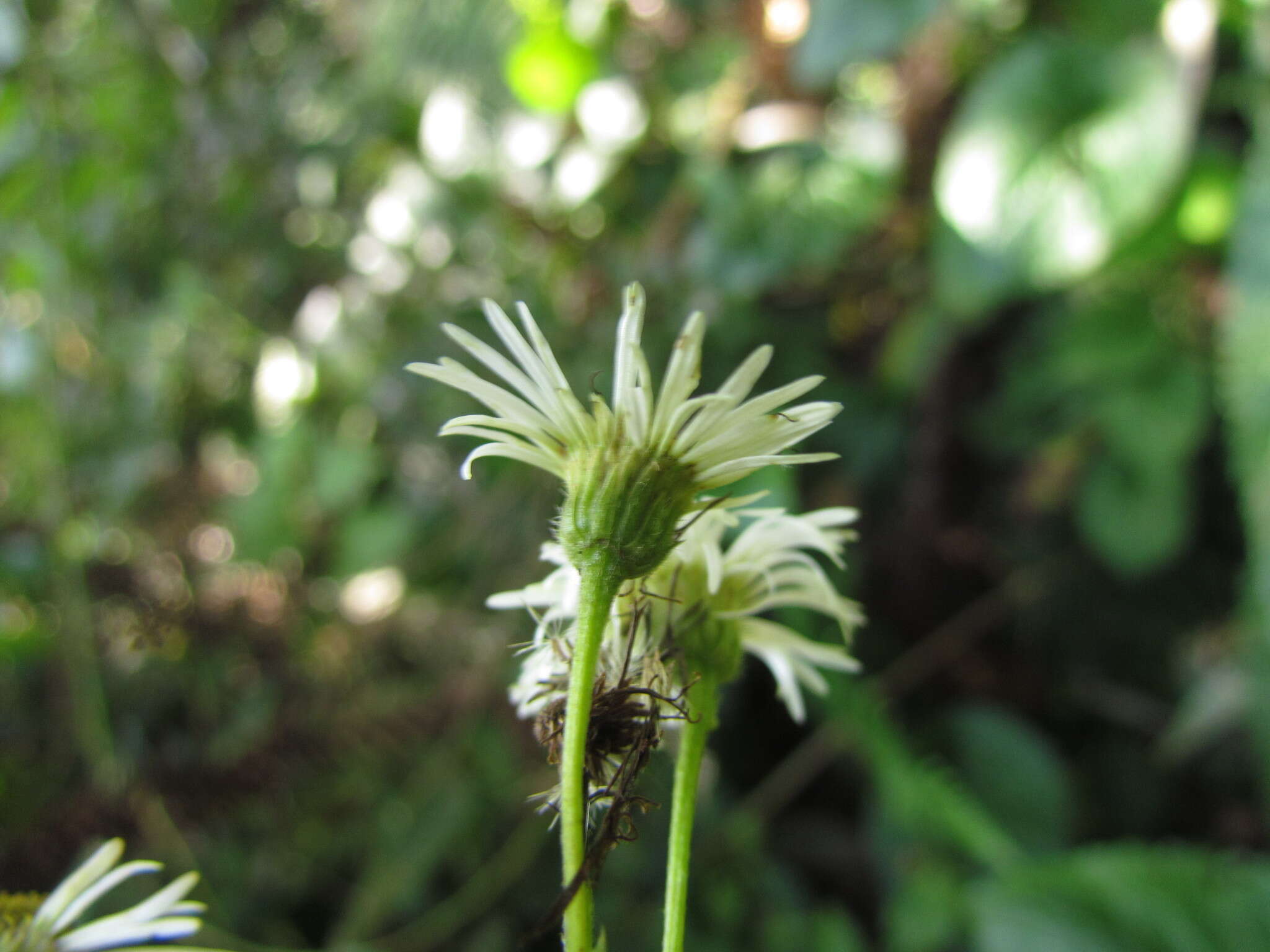 Image de Leptostelma catharinense (Cabrera) A. M. Teles & Sobral