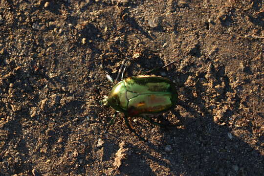 Image of emerald beetle