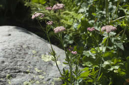 Imagem de Chaerophyllum rubellum Albov