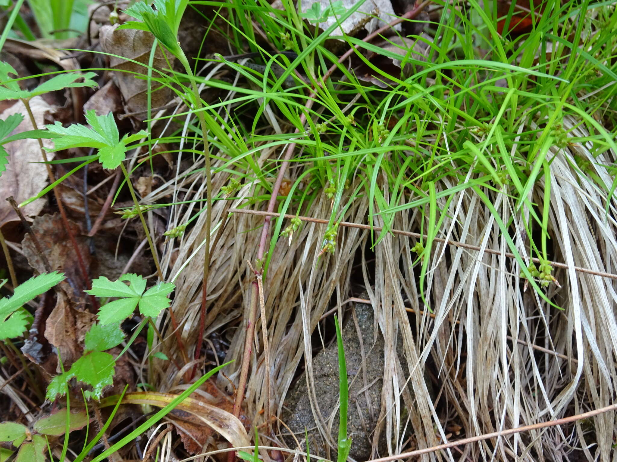 Image of northern sedge