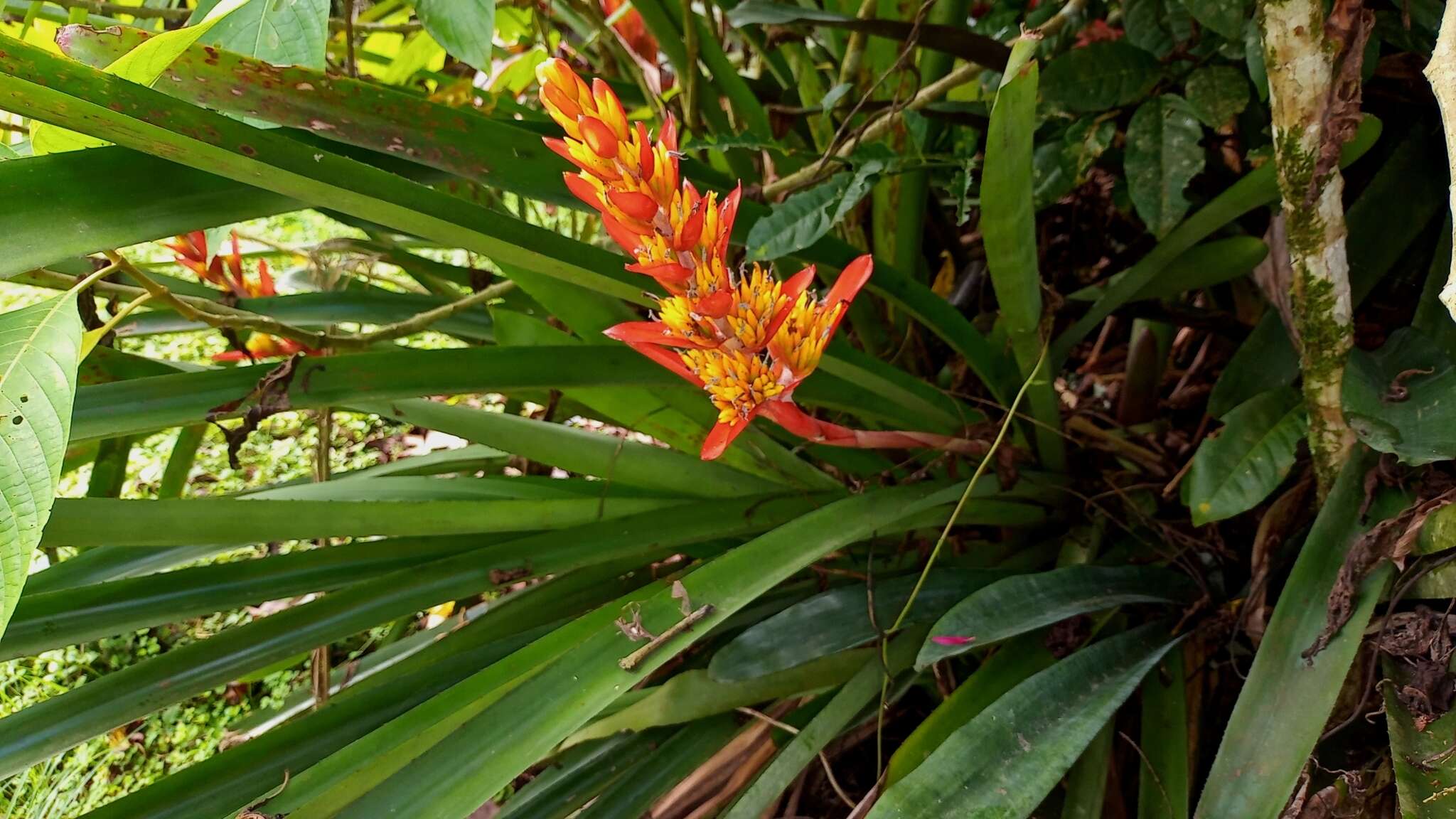 Image of Aechmea catendensis J. A. Siqueira & Leme