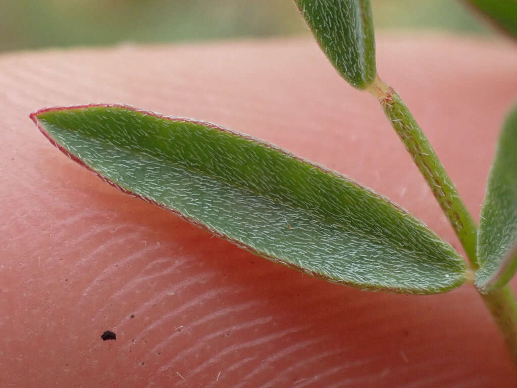 Image of Salinas milkvetch