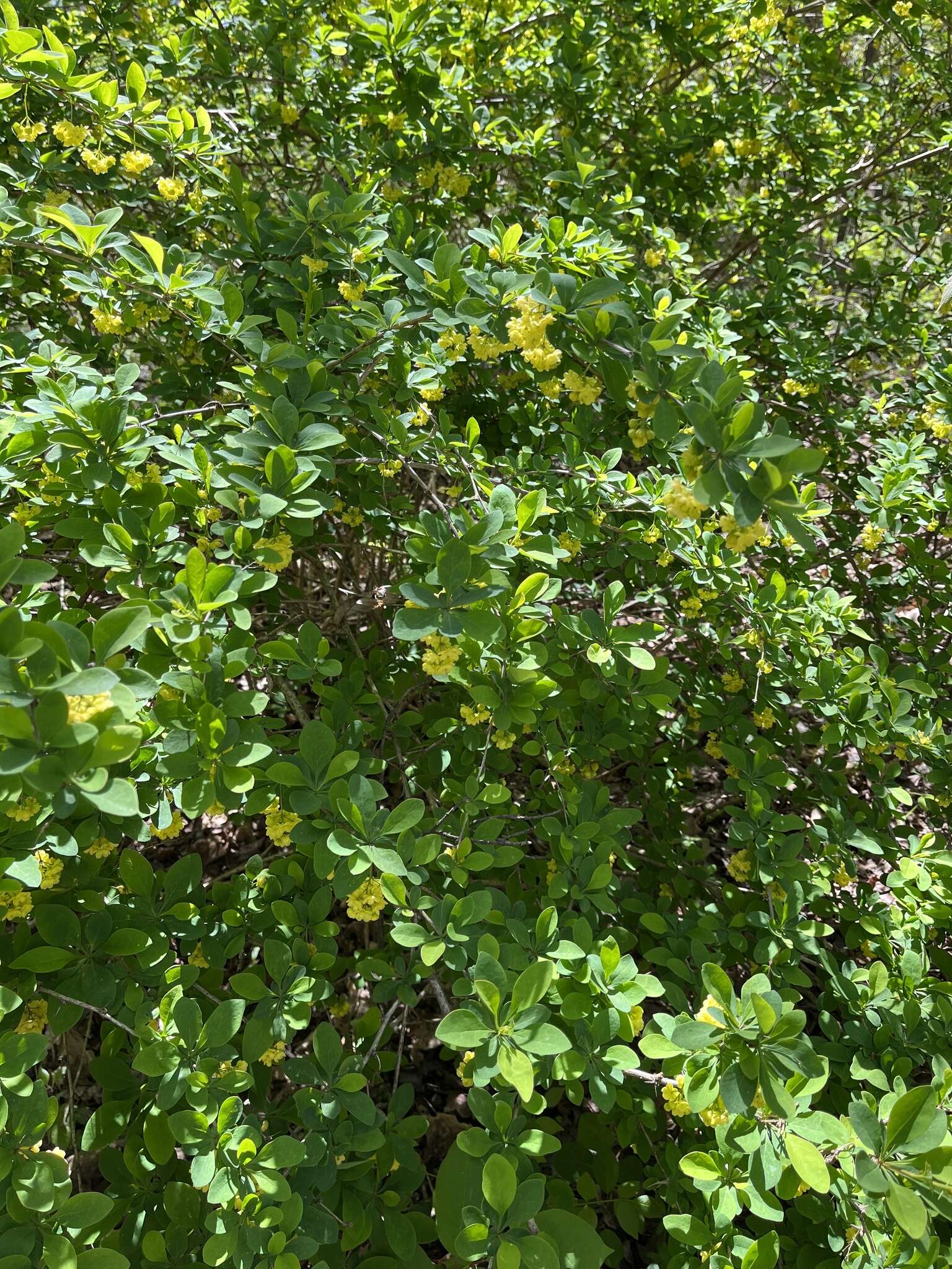 Image of barberry