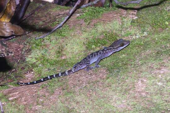 Cyrtodactylus pubisulcus Inger 1958 resmi