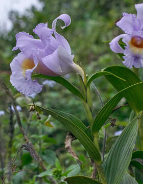 Image of Sobralia warszewiczii Rchb. fil.