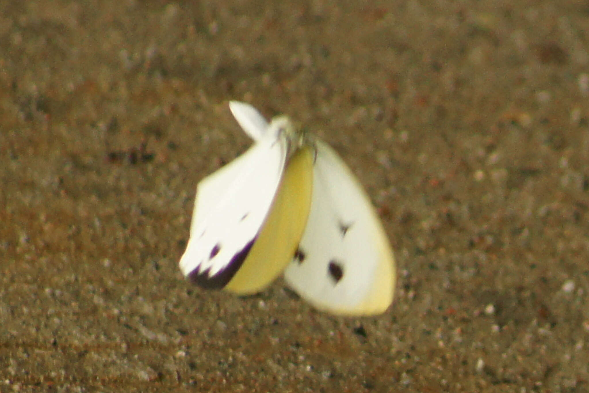 Image of Talbotia naganum