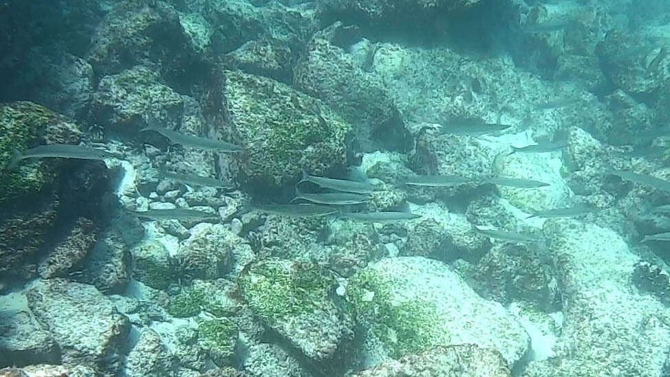 Image of Pelican barracuda