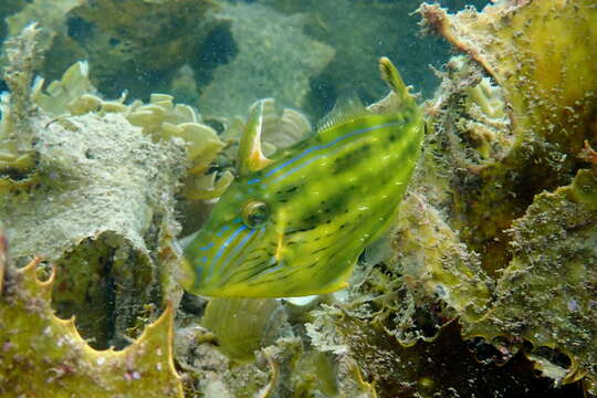 Image of Freycinet&#39;s leatherjacket