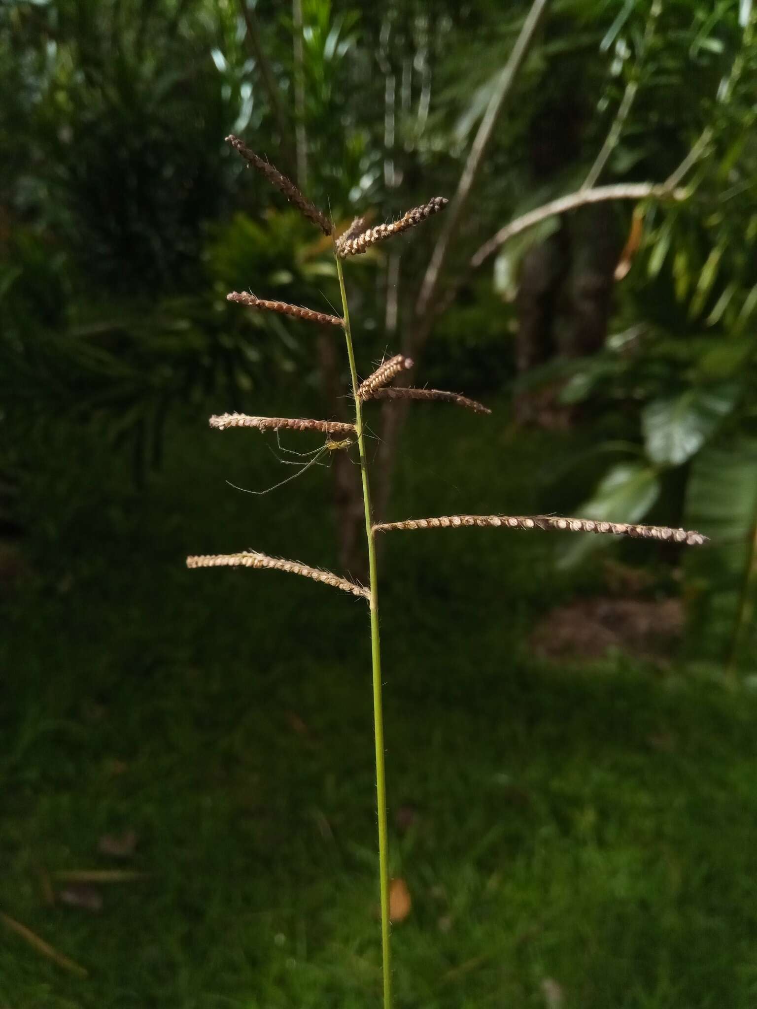 Image de Paspalum paniculatum L.