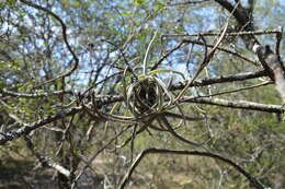 Image of Tillandsia reichenbachii Baker