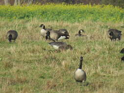 Imagem de Anser brachyrhynchus Baillon 1834