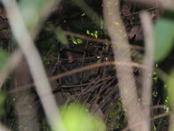 Image of Tufted Antshrike