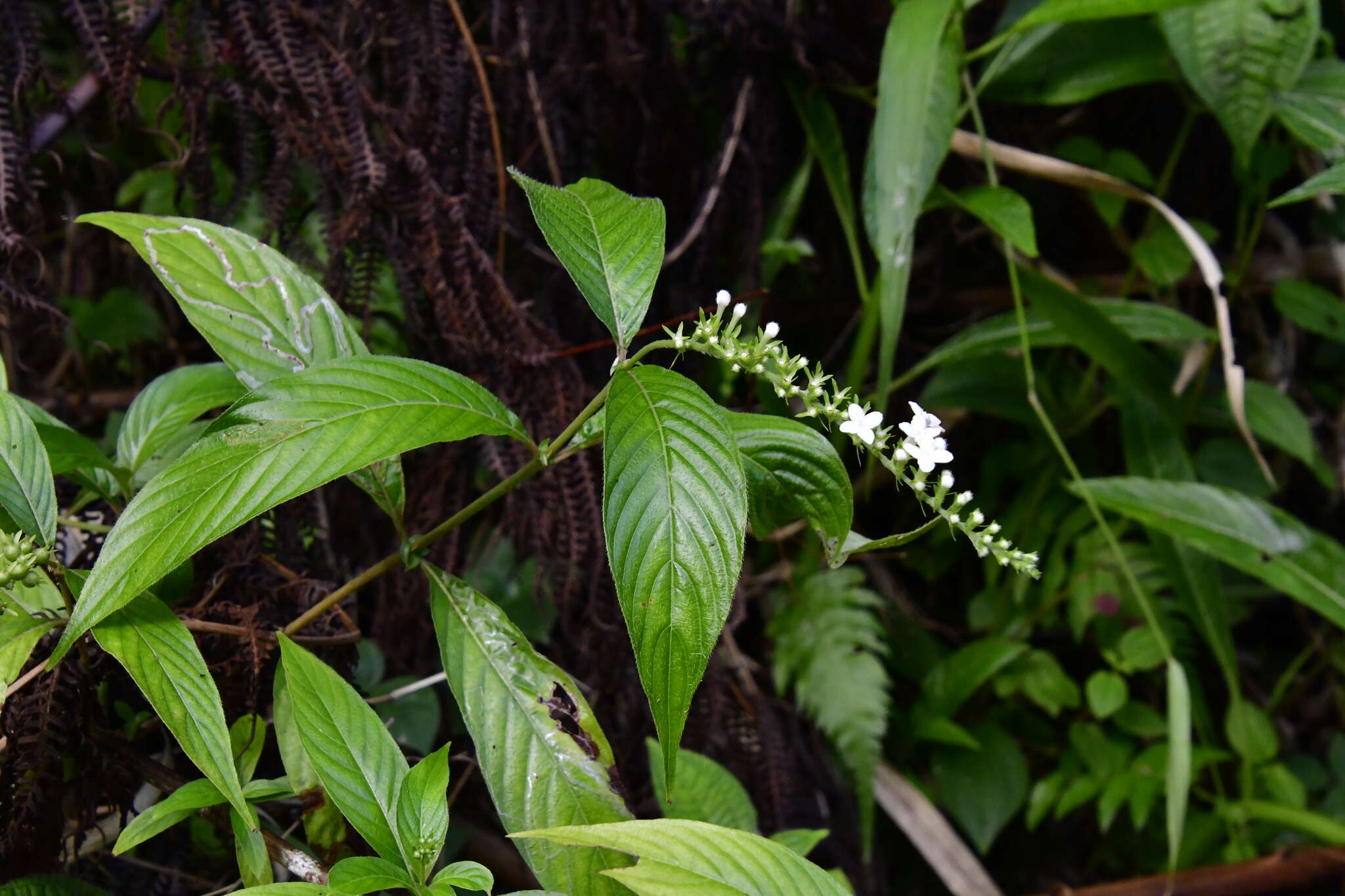 Imagem de Gonzalagunia hirsuta (Jacq.) K. Schum.