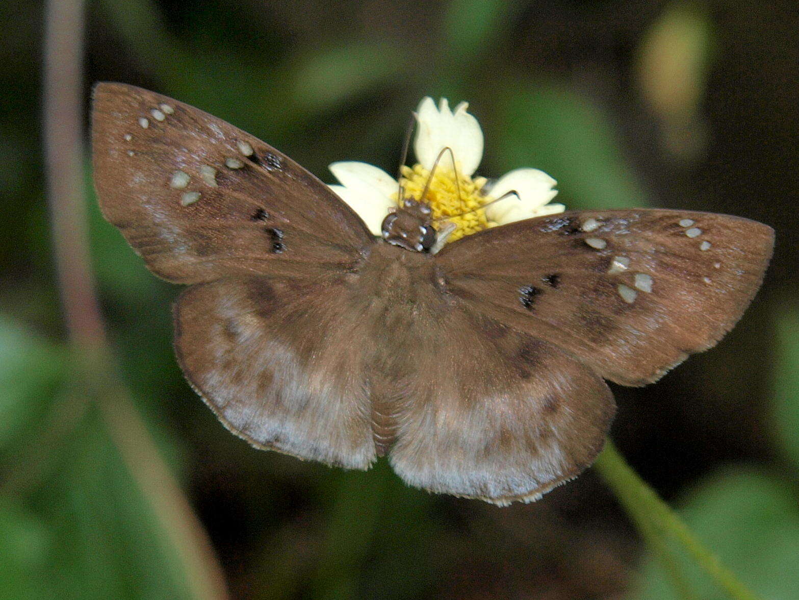 Tagiades flesus Fabricius 1781 resmi