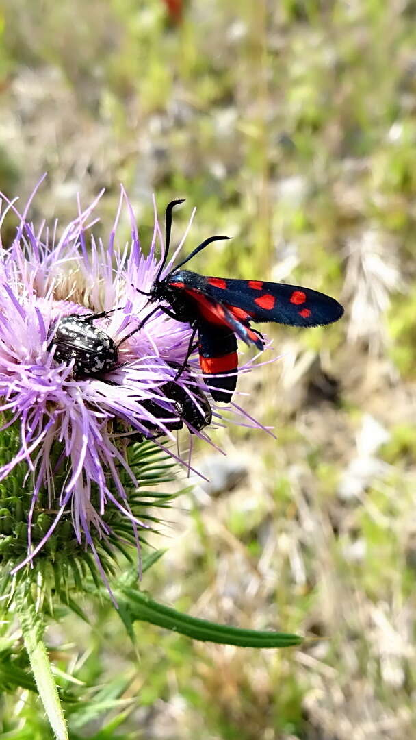 Imagem de Zygaena ephialtes Linnaeus 1767