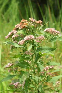 Plancia ëd Pluchea camphorata (L.) DC.