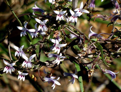 Image of Cyphia sylvatica Eckl. & Zeyh.