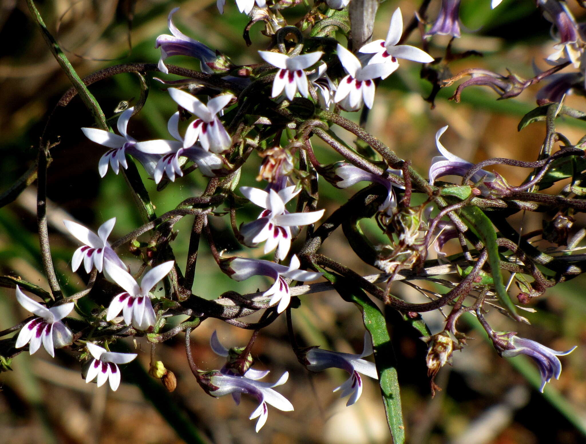 Image of Cyphia sylvatica Eckl. & Zeyh.