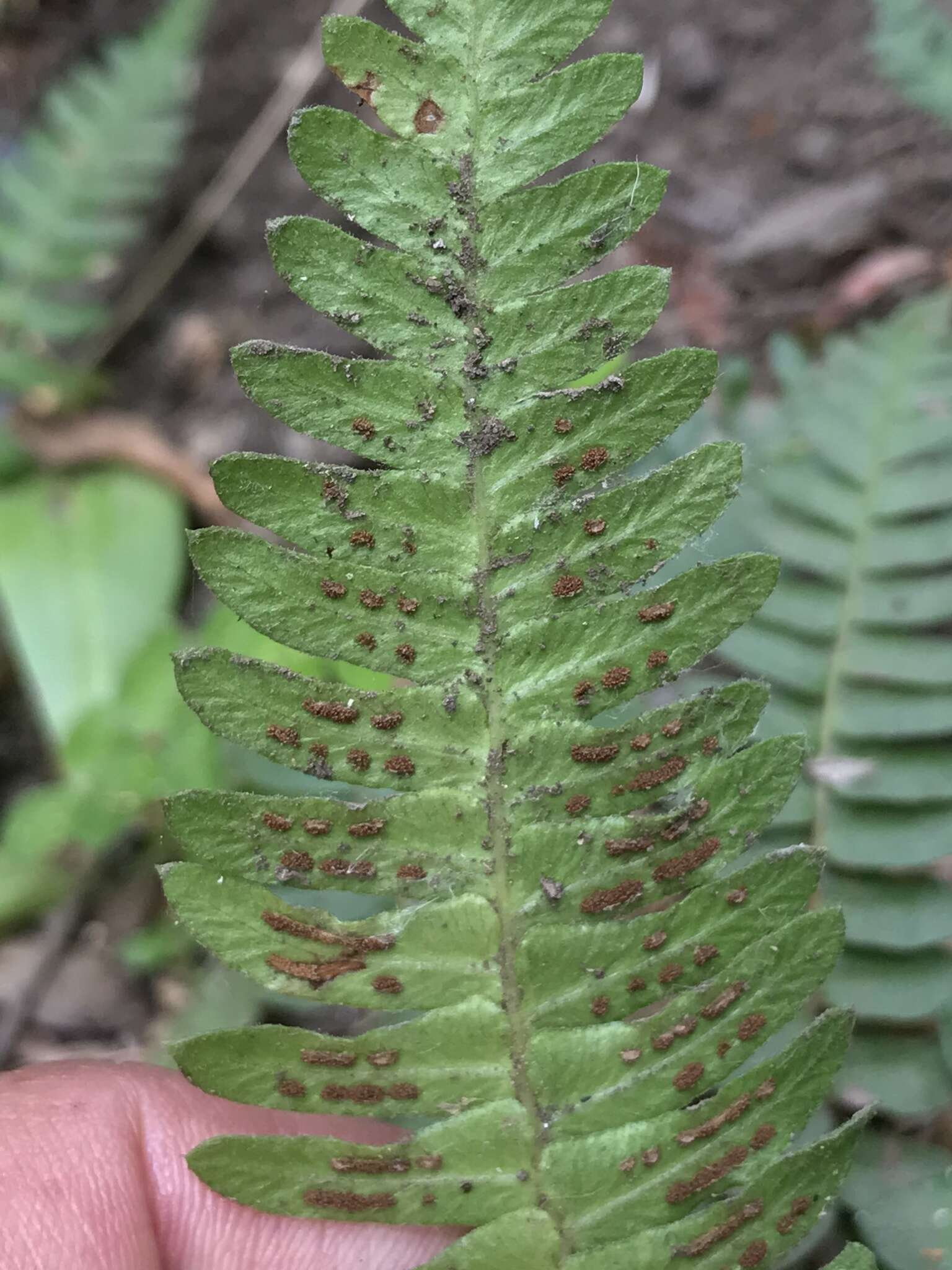 Image of Austroblechnum microphyllum (Goldm.) Gasper & V. A. O. Dittrich